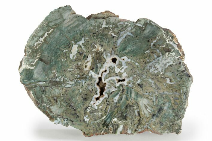 Rare, Green, Chromium-Rich Petrified Wood Slab - Arizona #245856